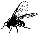 image of black fly